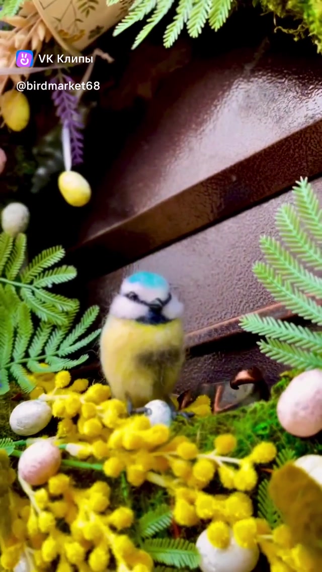 clip225511308_456239026.mp4