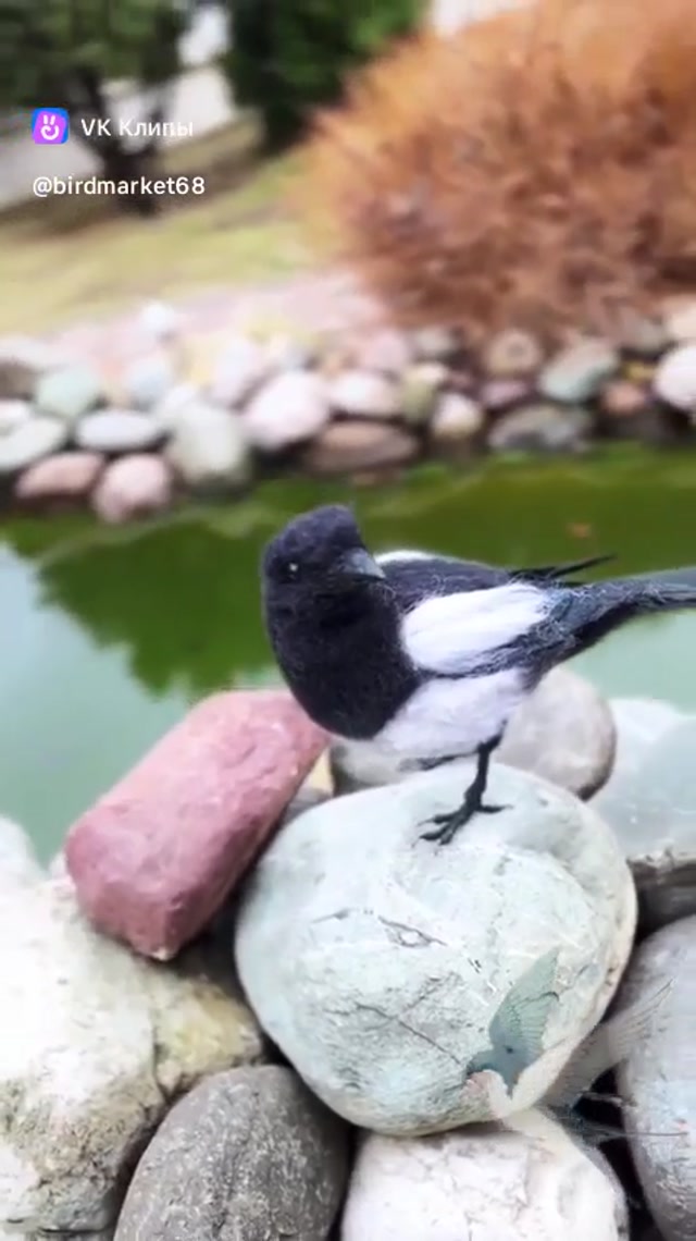 clip225511308_456239030.mp4