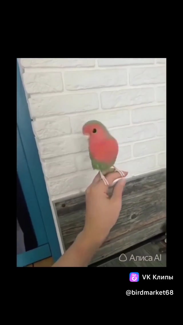 clip225511308_456239034.mp4